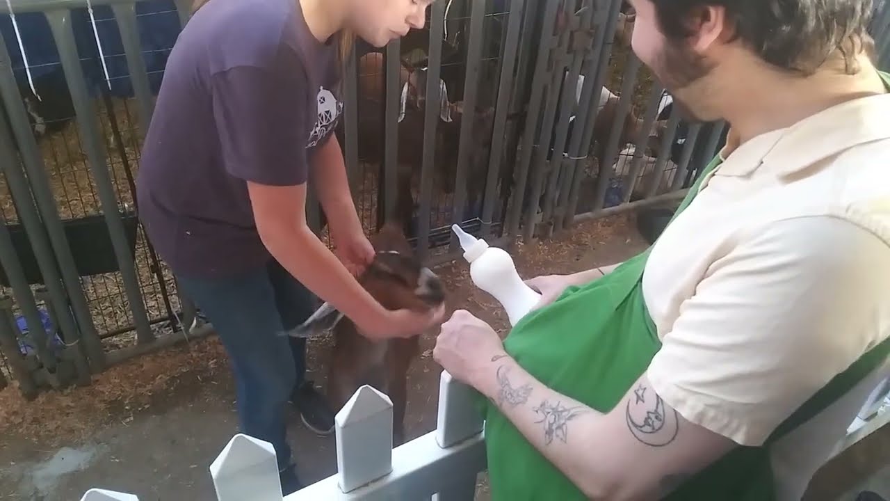 PET (the band) Feeds a PET (the Nigerian Dwarf Goat)!