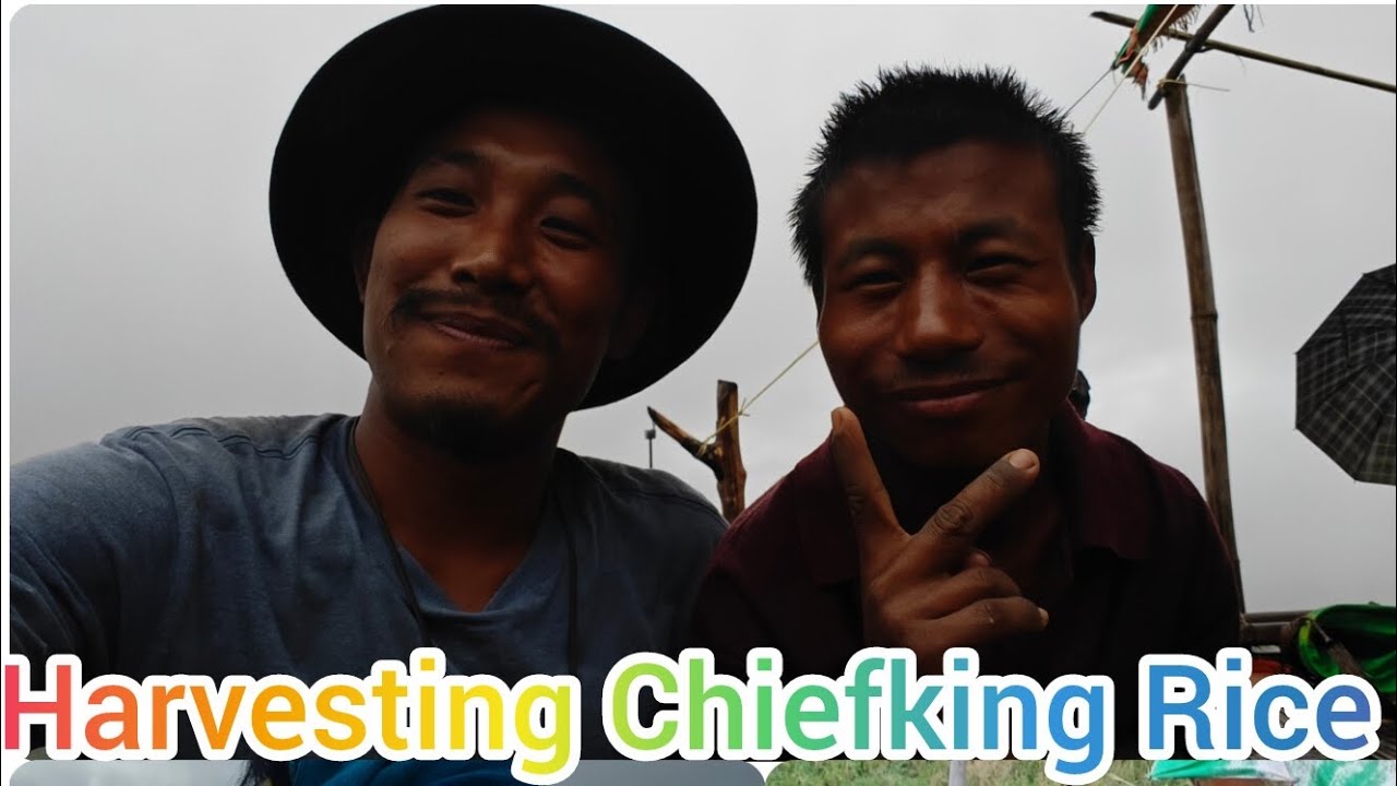 Harvesting Chiefking Rice 🌾 | Village Life Vlog