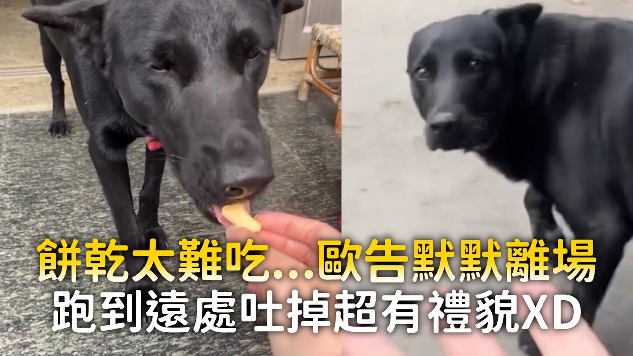 餅乾太難吃...歐告默默離場　跑到遠處吐掉超有禮貌XD