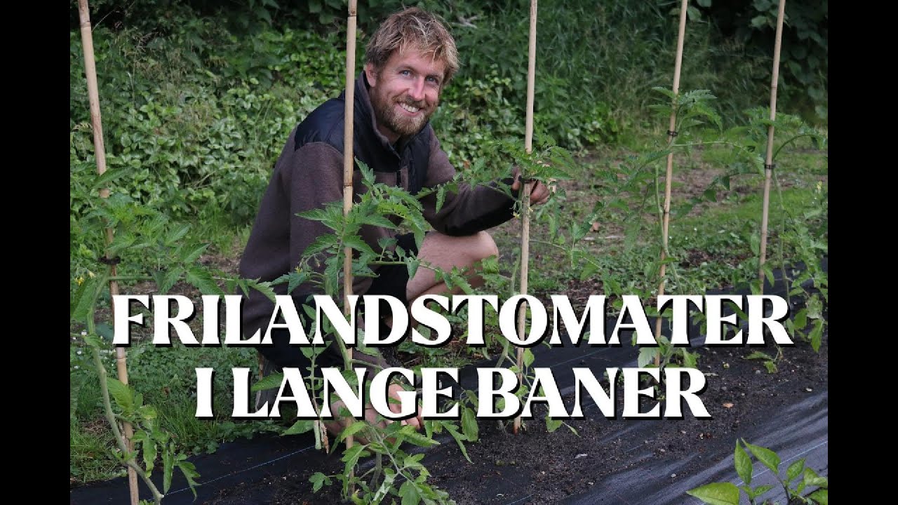 Frilandstomater i køkkenhaven - pasning og pleje