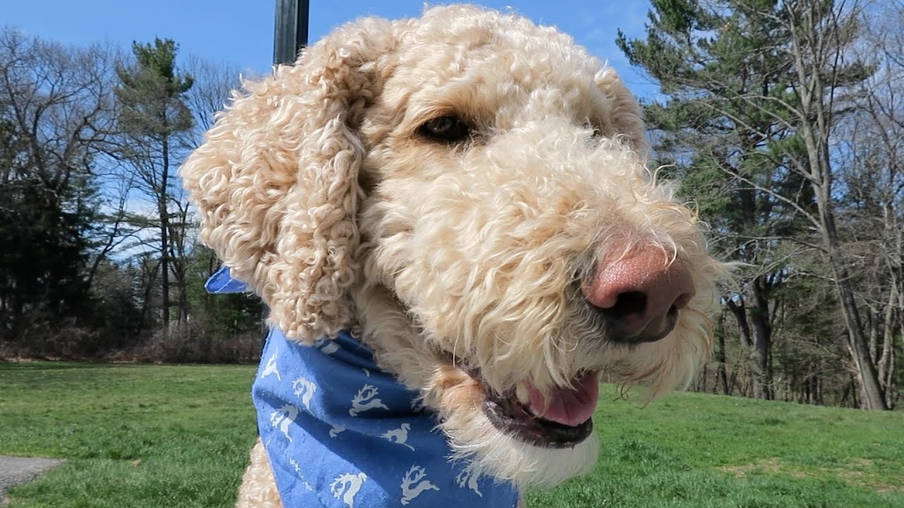 STANDARD POODLE PLAY DAY! (4.23.16)
