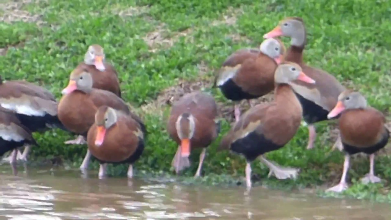 Black bellied whistling ducks (Dendrocygna autumnalis)