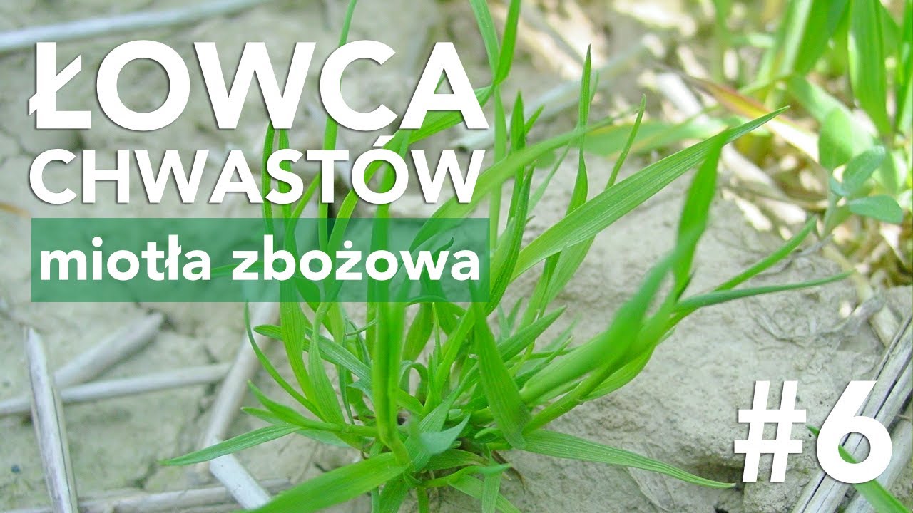 Łowca Chwast&oacute;w (odc. 6) &ndash; miotła zbożowa