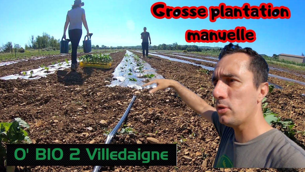 On plante beaucoup trop de plants à la main cette semaine! POIVRONS ABERGINES PIMENTS!!