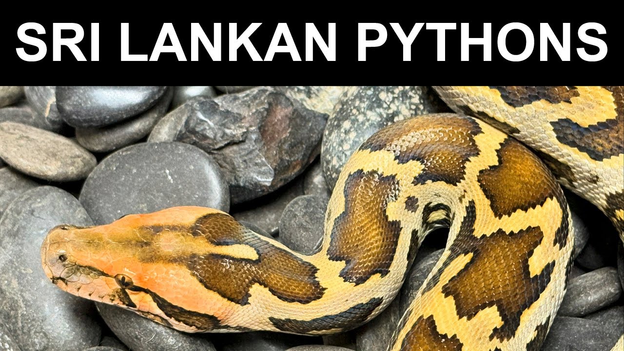 Sri Lankan Pythons (Python molurus pimbura) UPDATE