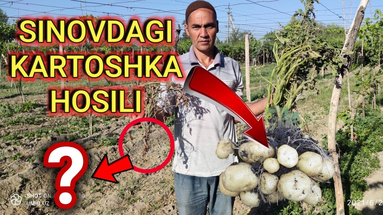 Sinovdagi KARTOSHKA Hosili kavlab olindi natijasi...