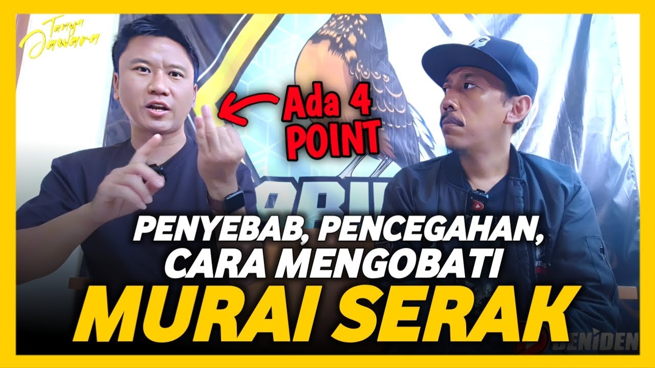 SEMBUHKAN MURAI SERAK 🔥🔥 by Roni Sarikat #DenidenTanyaJawara