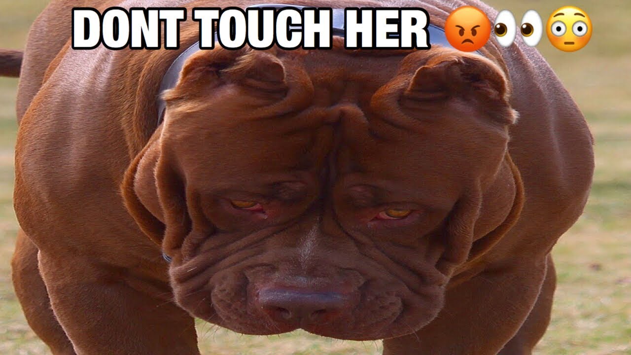 THE HULK LIFE: i tried to tell him  he will bite you if you TOUCH HER! hes ALIVE!