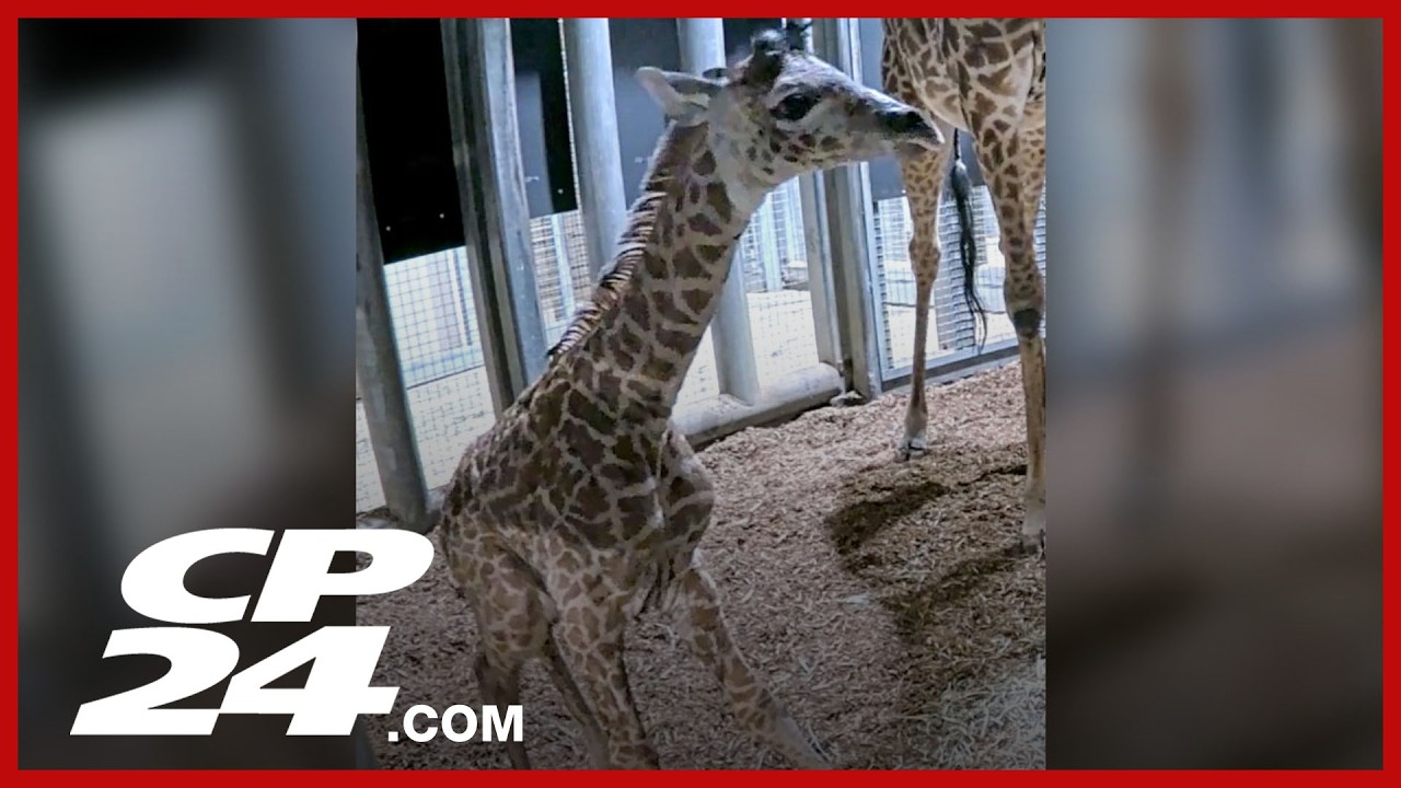 Toronto Zoo welcomes baby Masai giraffe, seeks public’s help naming her