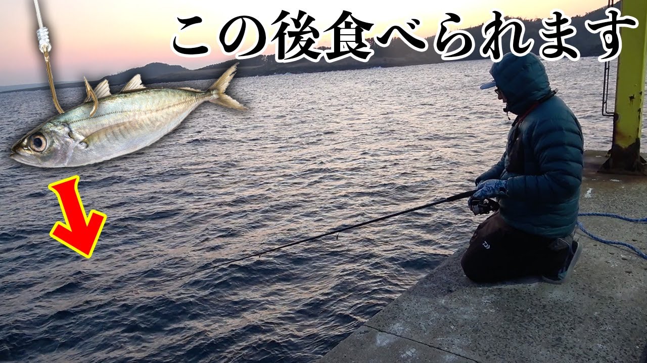 生きた鯵を海に入れた瞬間・・・