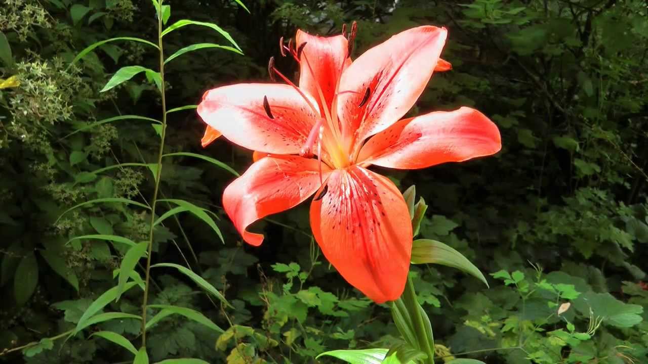 Lilie / Lilium - Wuchs, Pflege und Bedeutung