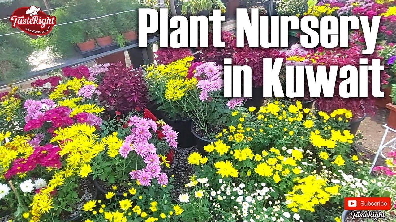 Plant Nursery In Kuwait | Plant Nursery Tour | Plant nursery visit (Malayalam vlog)