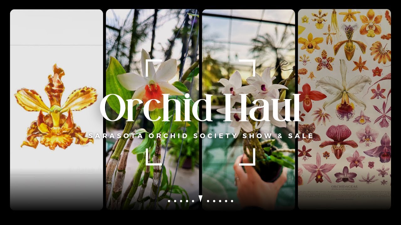 Orchid Haul from Sarasota Orchid Society Show & Sale 🛍️ 💸