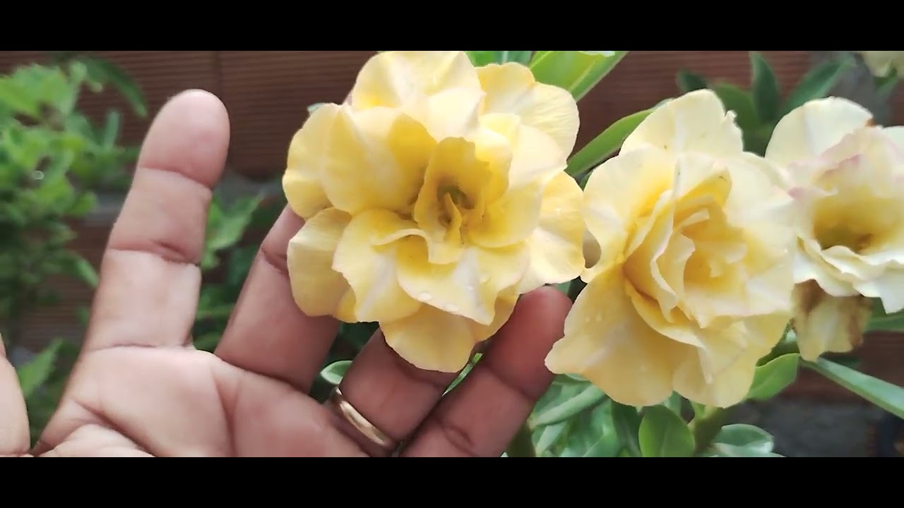 OLÁ PESSOAL BOM DIA VAMOS VER FLORES 🌺🌺🤩