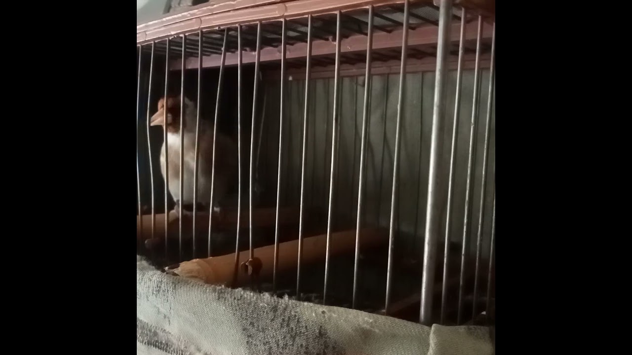 Novella jilguero cantando fuerte el cordobés 💯🔥25 de enero de 2026 