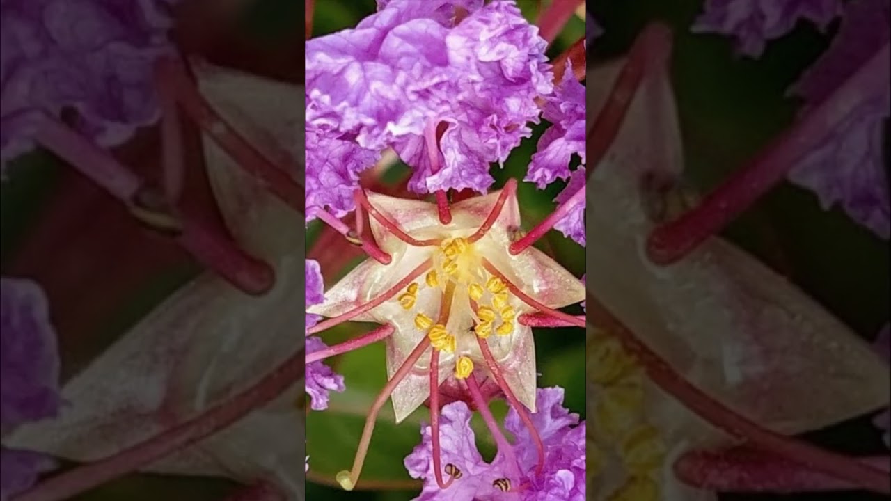 ✨️ Nuestra Estrella Creando Vida 
