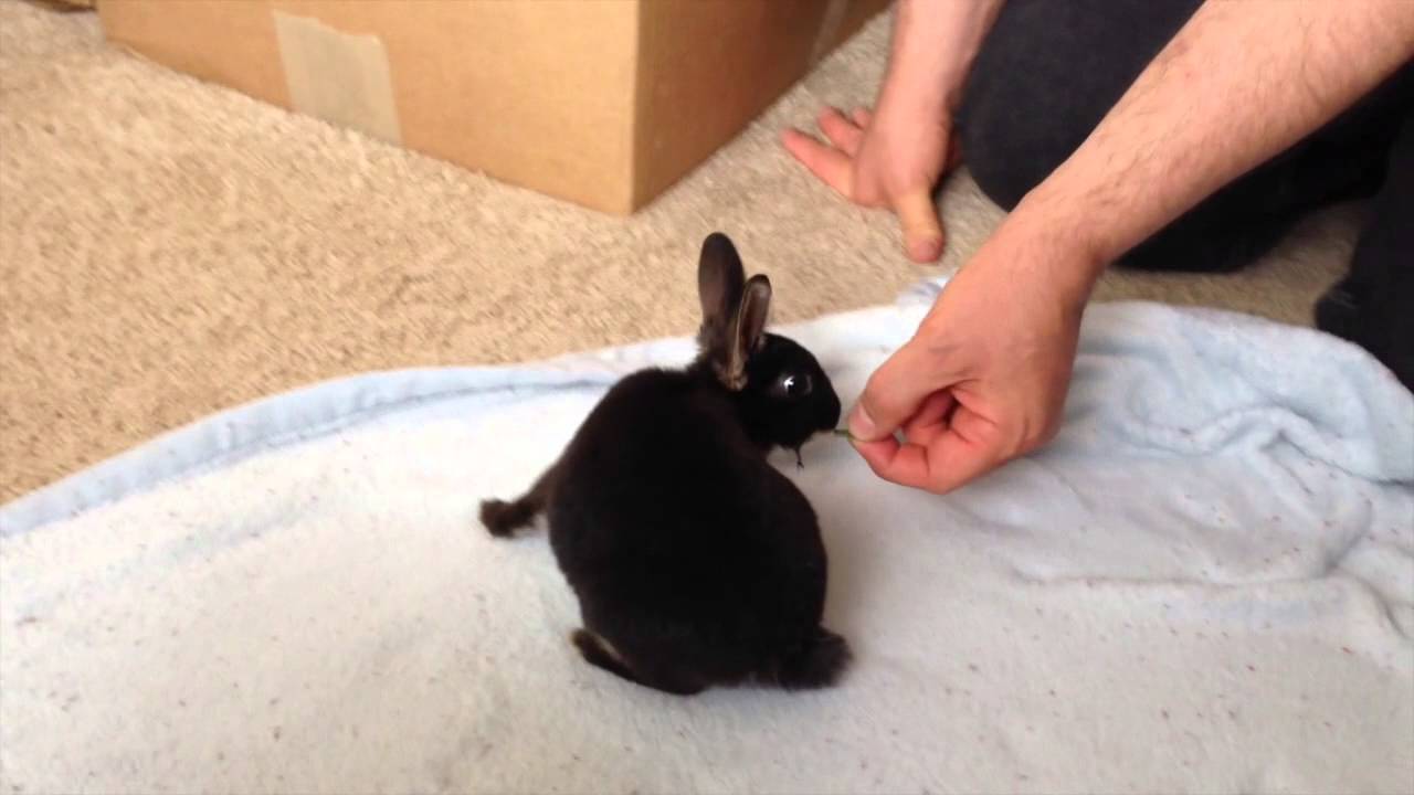 Bunny, the Rex Rabbit in Black Otter, 10 weeks old
