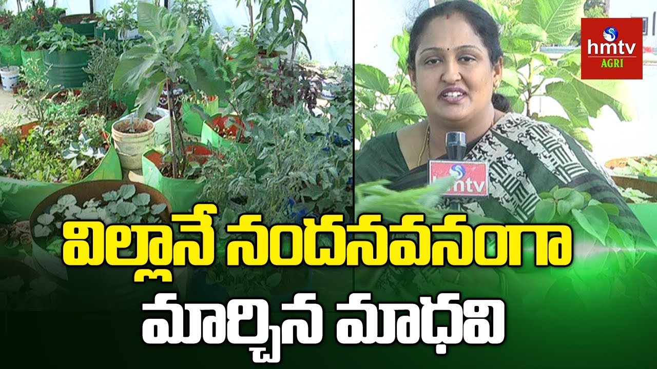 Terrace Garden By Madhavi Mohan In Miyapur | hmtv Agri