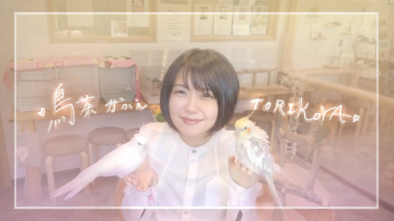 【愛知豊田】鳥茶かふぇTorikoya | こんぱまる豊田 bird parakeet cafe Toyota, Aichi, Japan