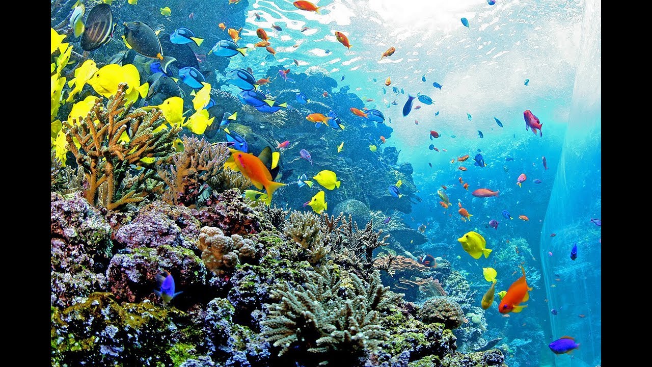 360 Underwater Video of Tropical Diver
