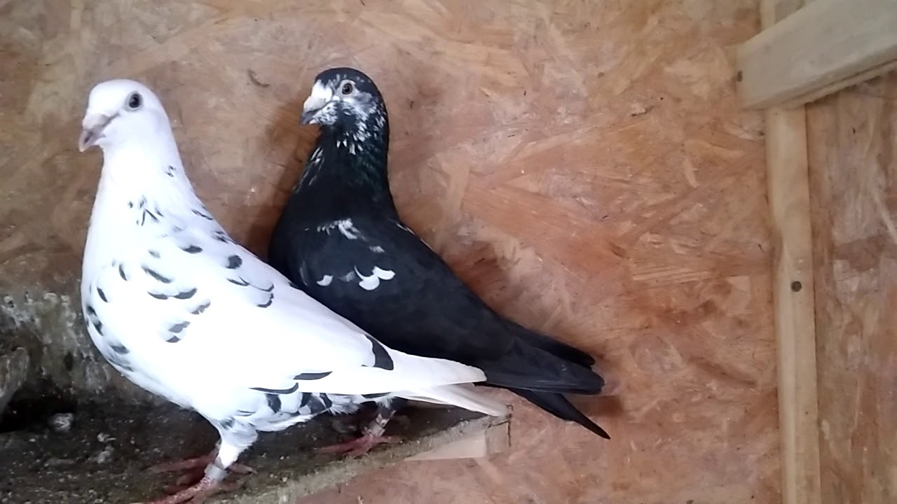 Gołębie Rozpłodowe Robert Henkel. 2