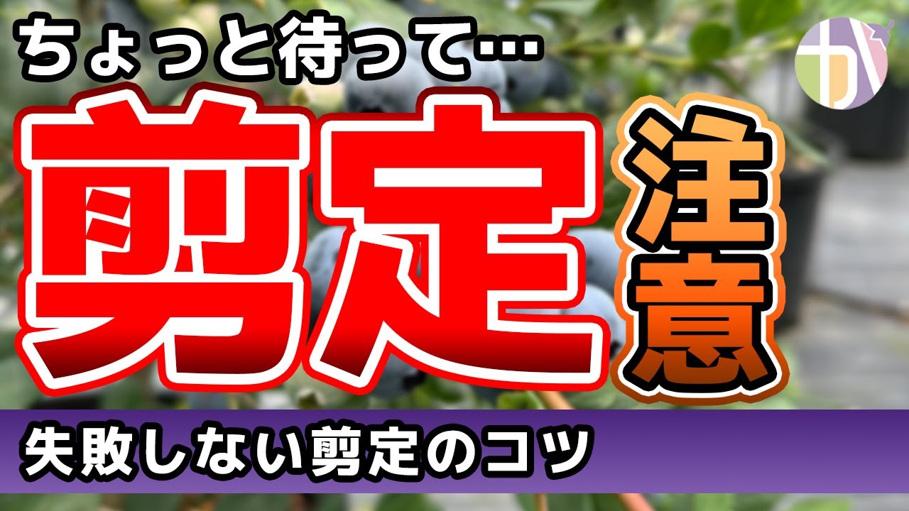 【プロ直伝】ブルーベリー剪定の正解はこれ！知らないと失敗する冬剪定のコツと実演解説！