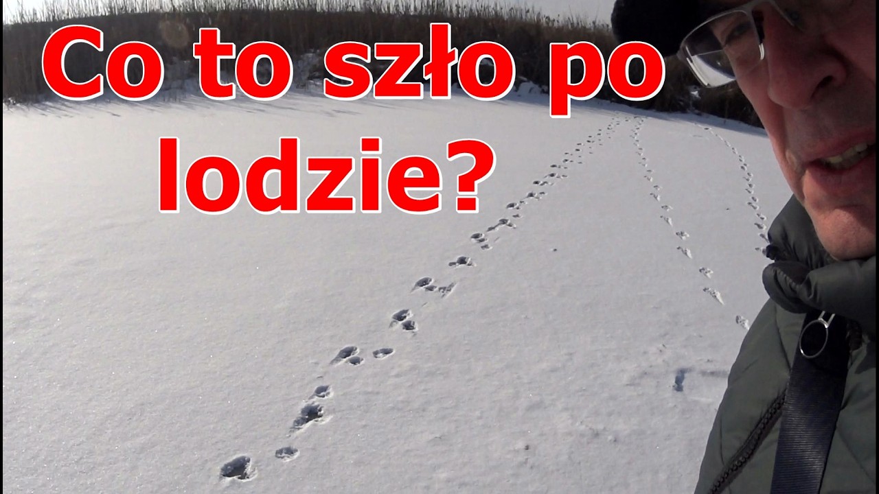 Co to szło po lodzie?