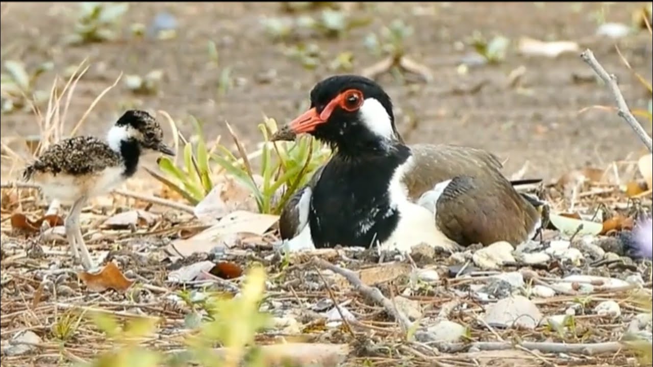 Red Wattled Lapwing Bird, A Species of Plovers 