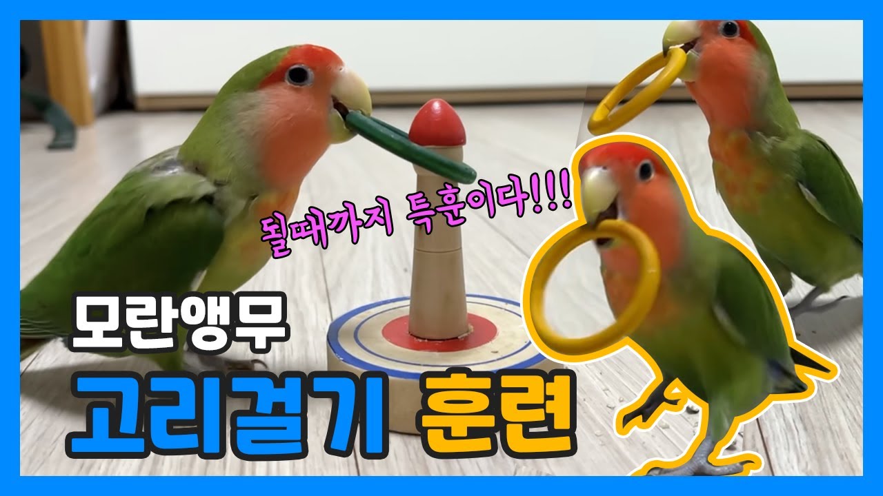 될때까지 한다! 모란앵무 고리걸기 훈련!!