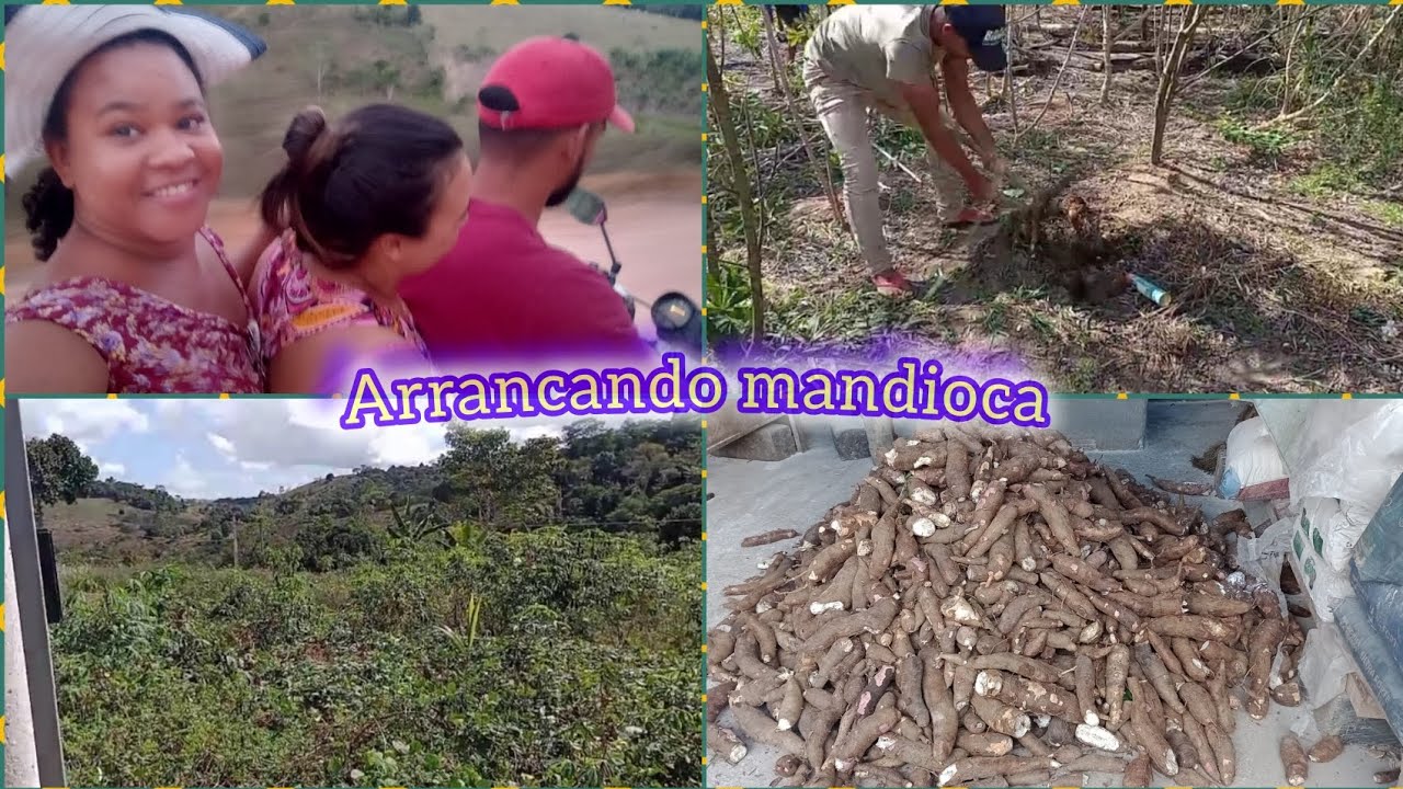 Hoje foi o dia de arrancar mandioca, minha irmã foi embora e deixou a roça de aimpim.