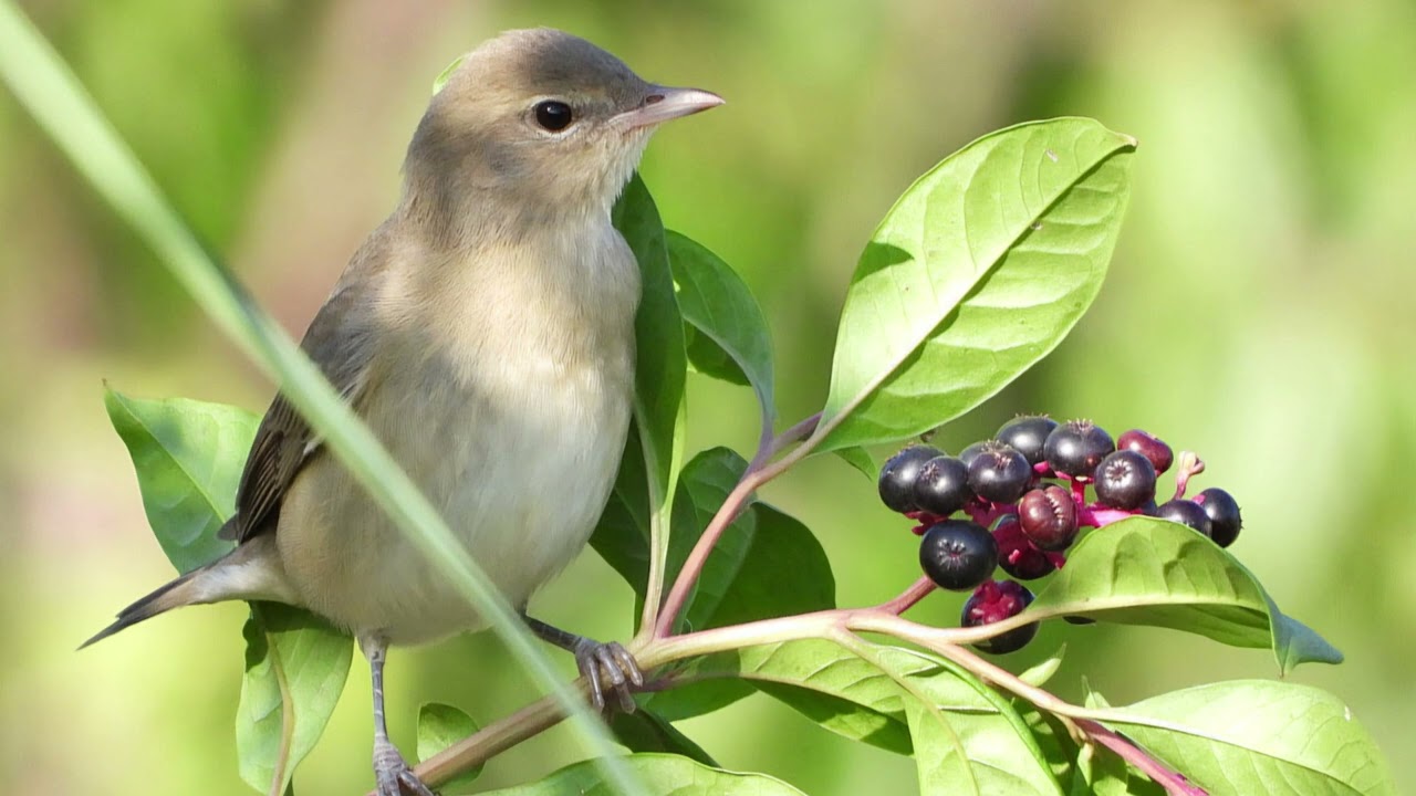 Teach your bird to Sing Like a Garden Warbler