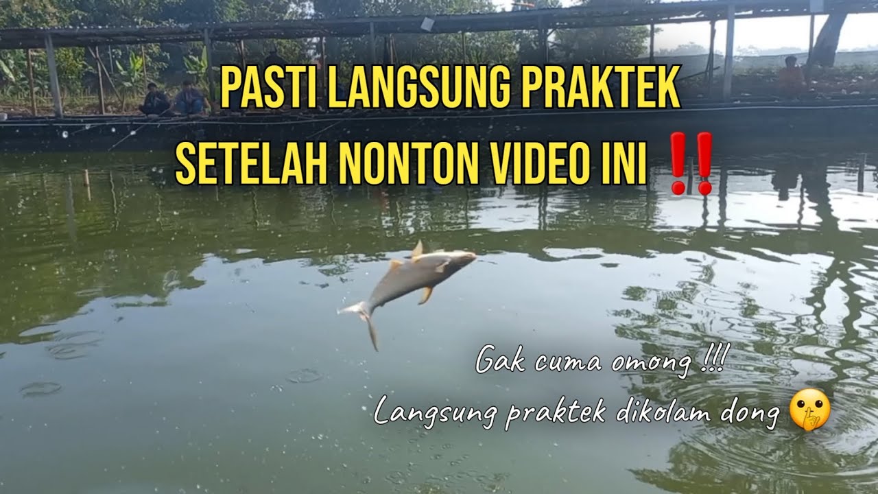 Tips dan trik mancing patin di kolam harian #fishing