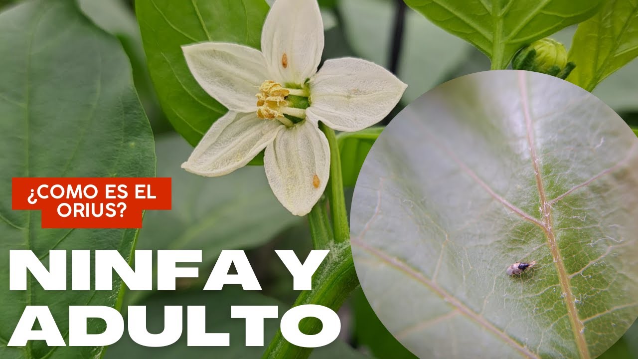 ¿COMO ES Orius Laevigatus? Ninfa  y  Adulto