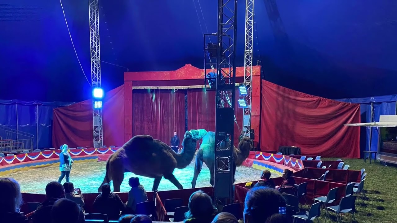 Circo Alex Medini  novembre 2022