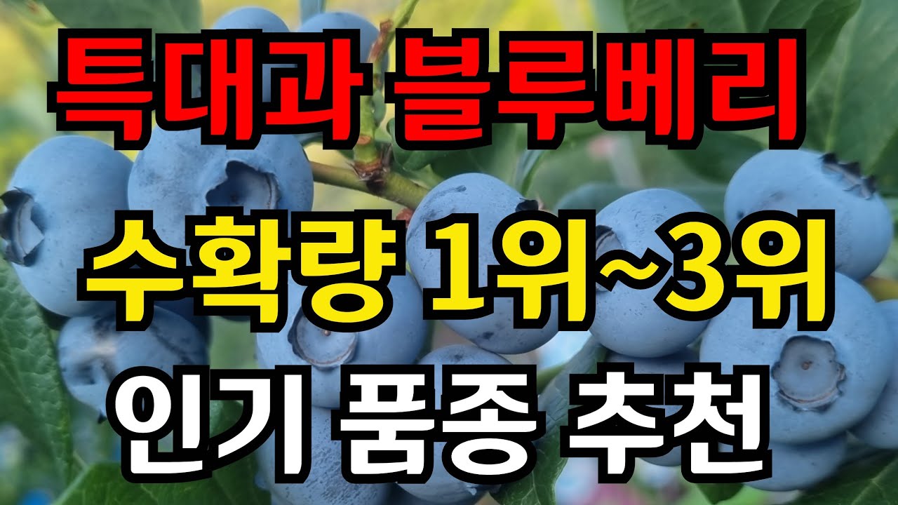 특대과 블루베리가 우수수 쏟아진 수확량 1위~3위 품종 추천 블루베리 수익성 높은 품종별 특성과 맛 관리법 #블루베리여름전정 #블루베리가지치기 #블루베리십목 #블루베리영양관리