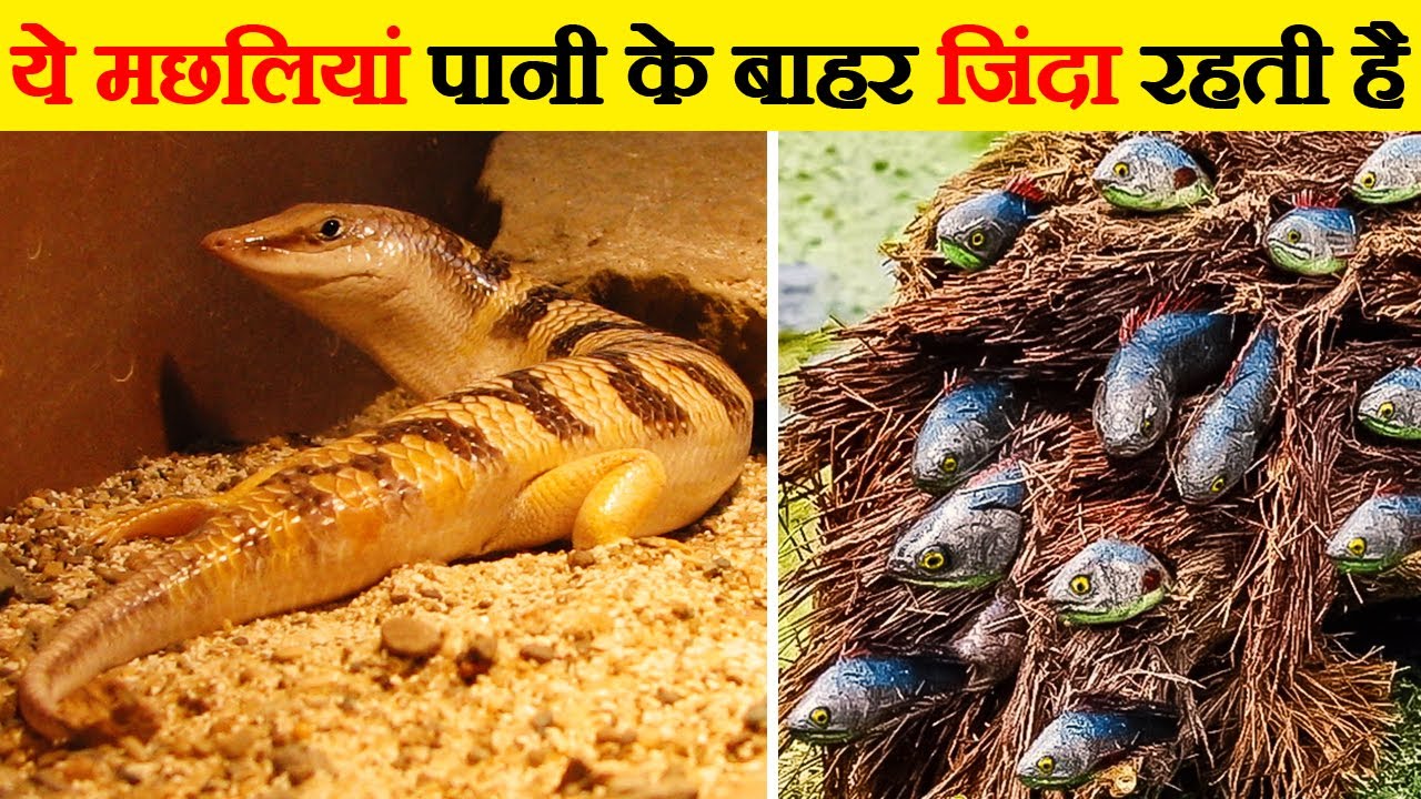 ये मछलियां पानी के बाहर भी आसानी से जिंदा रह सकती हैं | These Fishes Can Survive Outside The Water