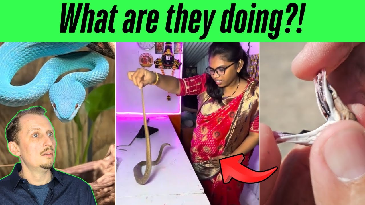 Zoologist Reacts to SHOCKING Venomous Snake TikToks