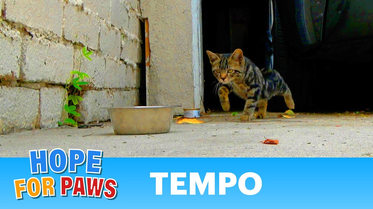 Imagine being a homeless kitten with a broken leg 😰 #kittens