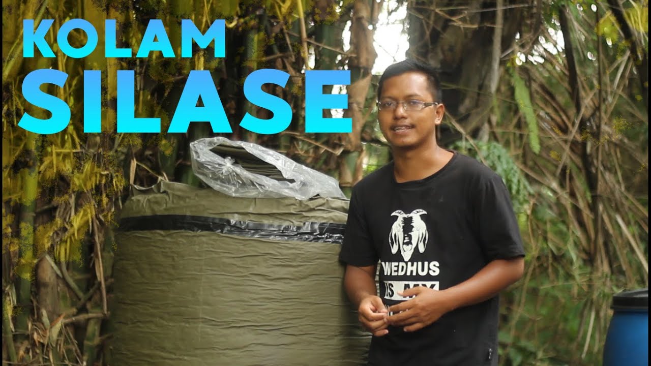 Teknik Penyimpanan Pakan Silase dengan Kolam Silase