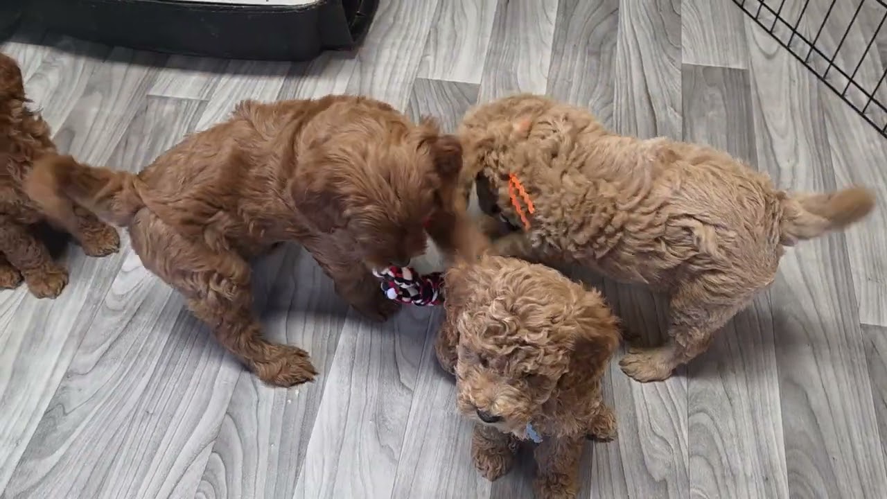 Gracie's week 7 update