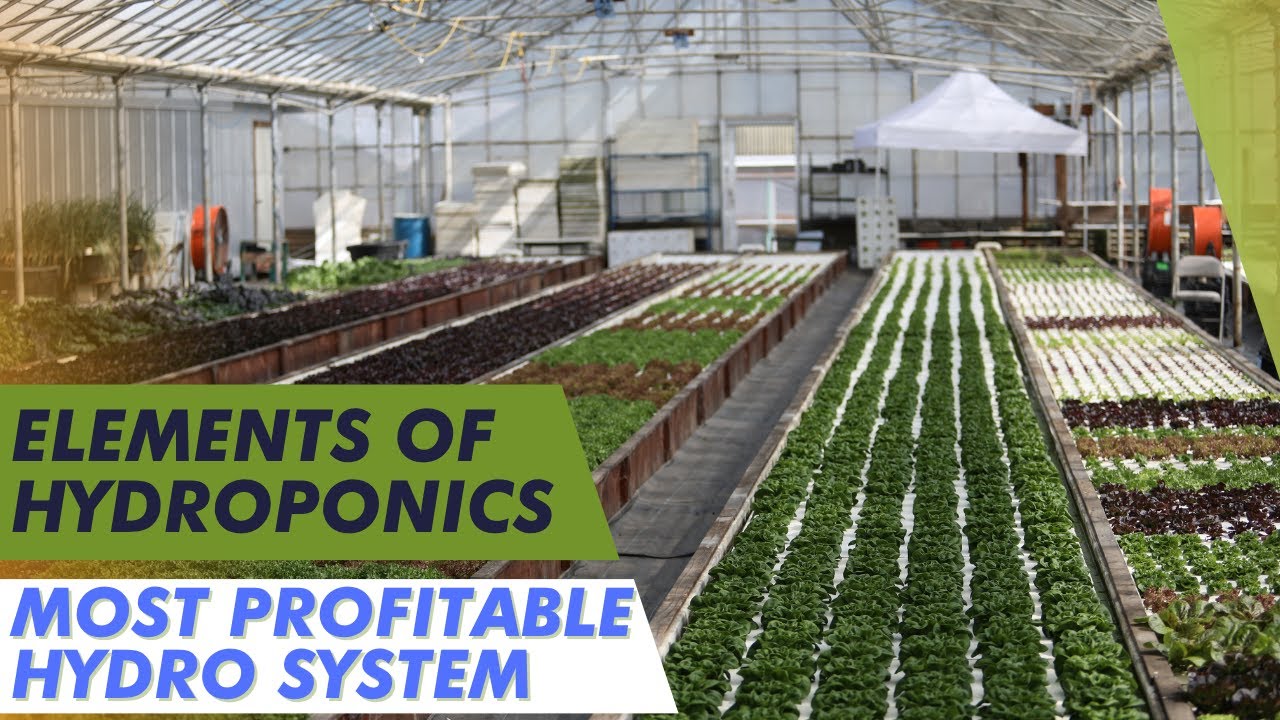 What are the Most Profitable Hydroponic Systems?