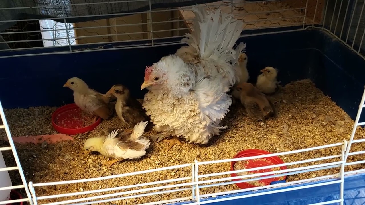 Frizzle Serama mama hen and chicks - mini chickens!