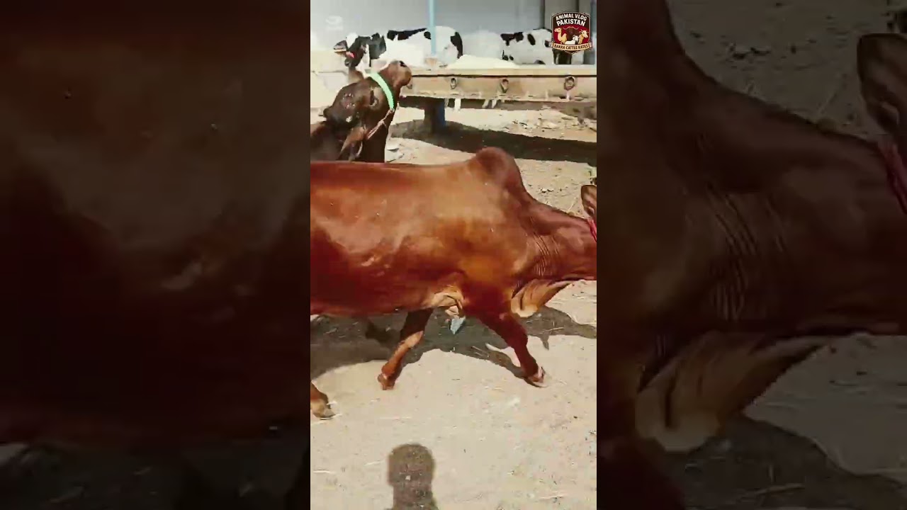 Dangerous Bull Attack All Over the Cow Mandi 😱🐂 | Animal Vlog Pakistan