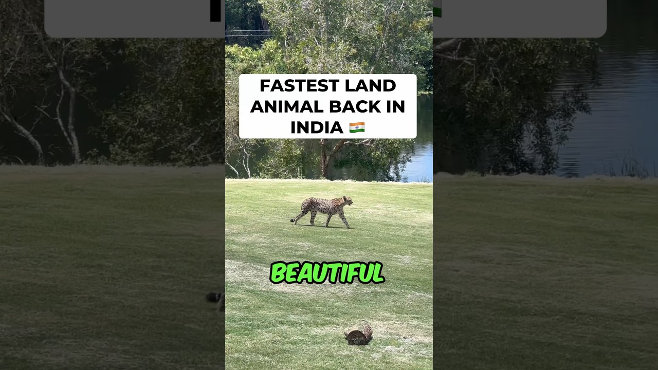Cheetah&rsquo;s In India🇮🇳(Kuno National Park) #animals #nature #cheetah #kunonationalpark #shorts #wild