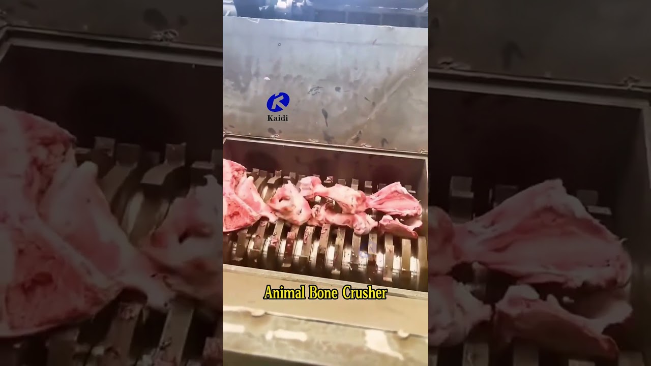 Animal Bone Shredding | Powerful Double Shaft Shredder in Action