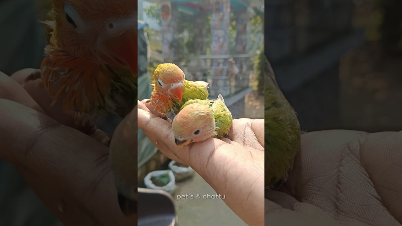 🐦Proper Care Of Baby Bird's During🥶Winter #birds #birdslover #parrot #parakeet #pets #shortsfeed