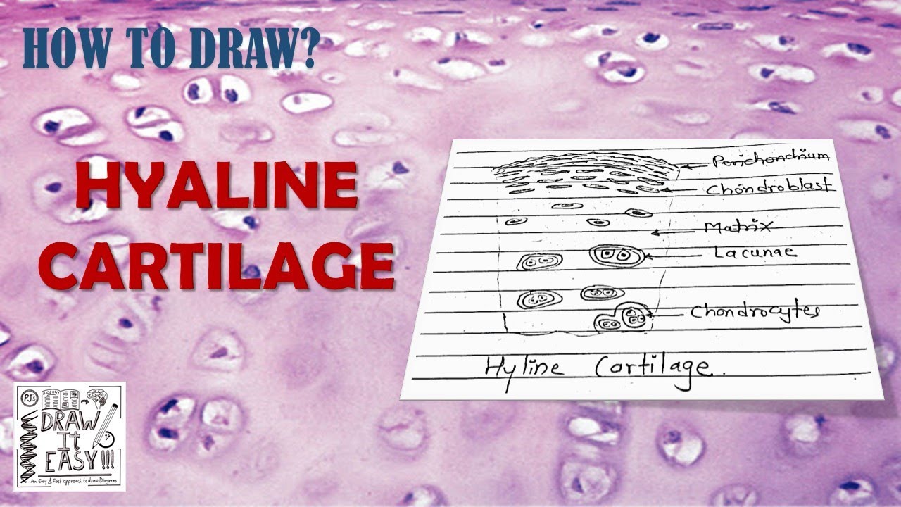 How to Draw Hyaline Cartilage | Simple and easy steps | Biology Exam Guide | Class11 | Animal Tissue