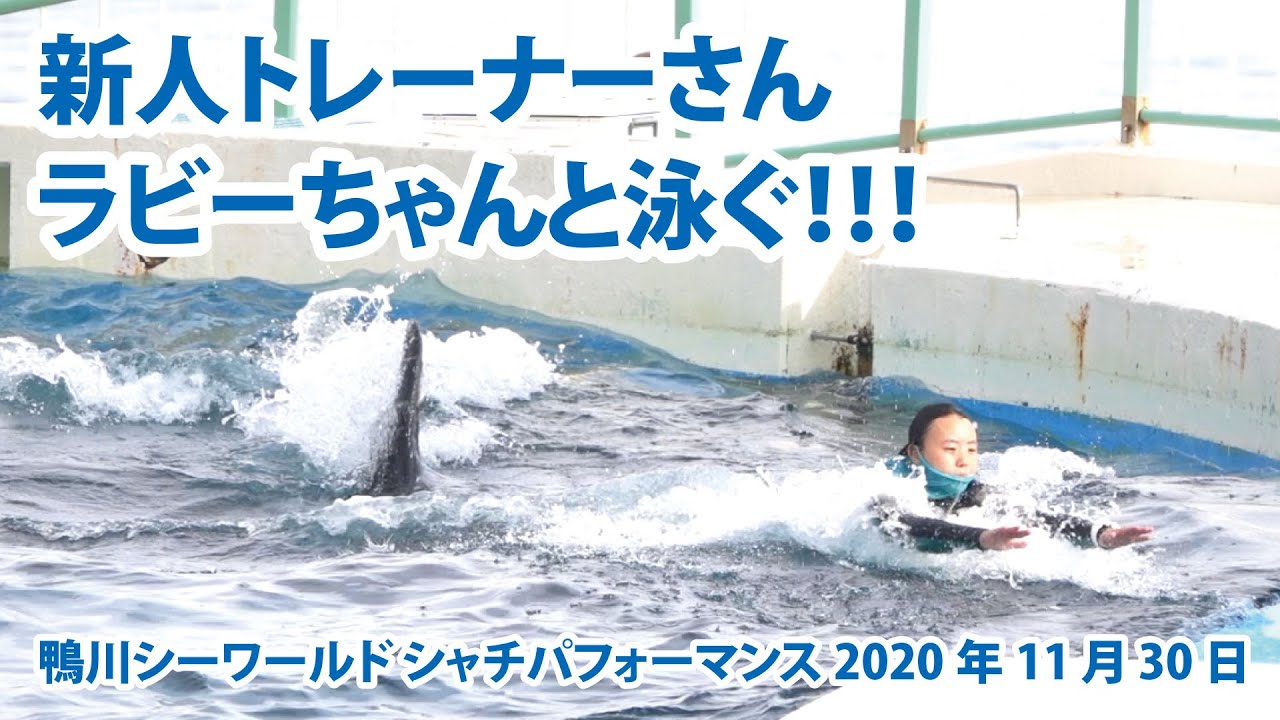 新人トレーナーさん　ラビーちゃんと泳ぐ！【2020年11月30日　鴨川シーワールド　シャチパフォーマンス】Orca performance, Kamogawa Sea World, Japan