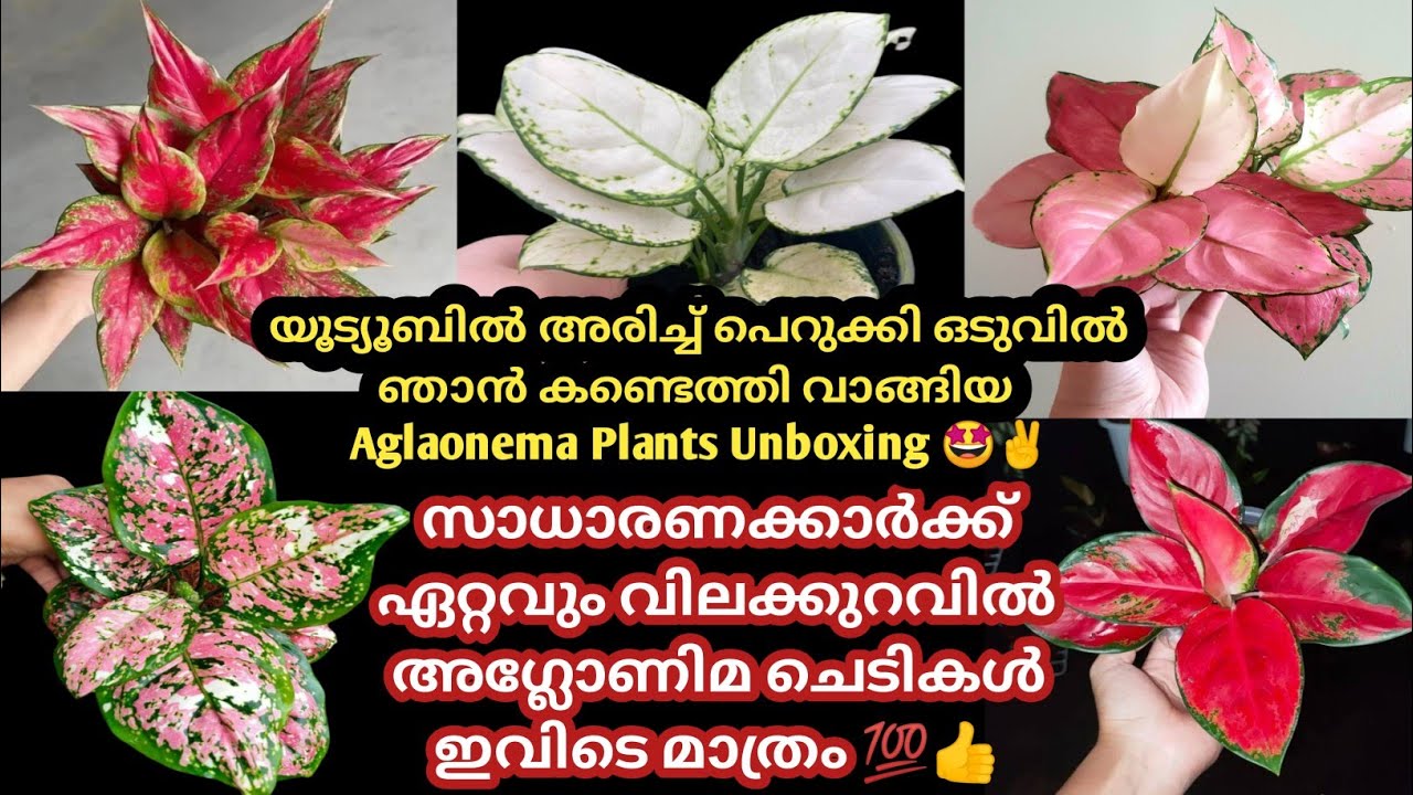 👌അഗ്ലോണിമ ചെടികൾ ഇതിലും കുറഞ്ഞ വിലയ്ക്ക് ഇനി എവിടെയും കിട്ടില്ല/Aglaonema plant in lowest price