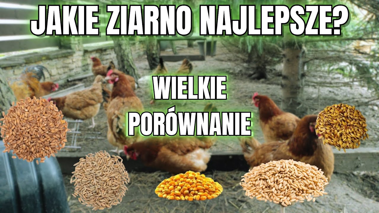 🔥NAJLEPSZY POKARM DLA KUR?!🐓 Porównianie 5 rodzajów ziaren! (żyto,pszenica,owies,kukurydza,jęczmień)